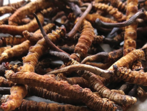 yarsa-gumaba